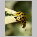 Thea vigintiduopunctata - Zweiundzwanzigpunkt 08.jpg